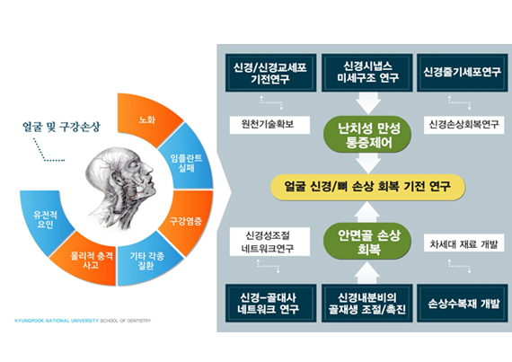 얼굴 신경-뼈 네트워크 연구센터